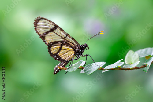 Closeup   beautiful  glasswing Butterfly (Greta oto) in a summer garden. © blackdiamond67