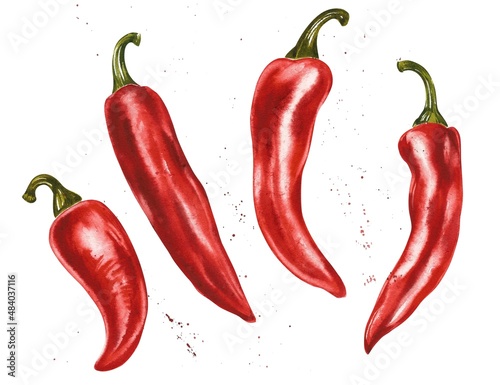 Red hot chili pepper, whole pods, set. Hand drawn watercolor illustration isolated on white background.