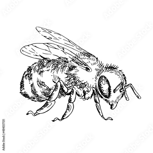 Honey bee hand drawn illustration in hatching style. Isolated vector.