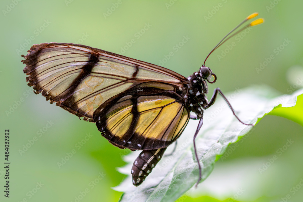Closeup beautiful glasswing Butterfly (Greta oto) in a summer garden. Closeup beautiful glasswing Butterfly (Greta oto) in a summer garden.