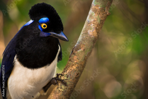 Cyanocorax chrysops (Urraca Criolla - Plush-crested Jay) standing on a brunch in Iguazú National Park,  Misiones, Argentina
 photo
