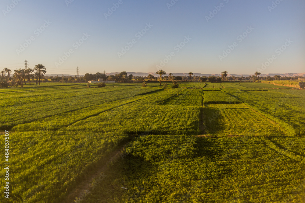 Lush fields along river Nile in Egypt