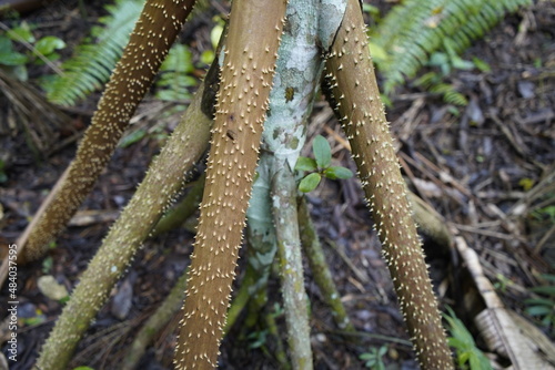 Socratea exorrhiza, the walking palm or cashapona, is a palm native to rainforests in tropical Central and South America. Arecaceae family. Amazon rainforest, Brazil. photo