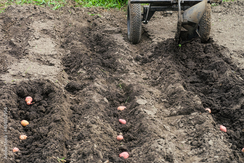 Cultivator with plow makes furrow in soil for potato plantation. Walk-behind tractor in the garden. Limited depth of field. photo