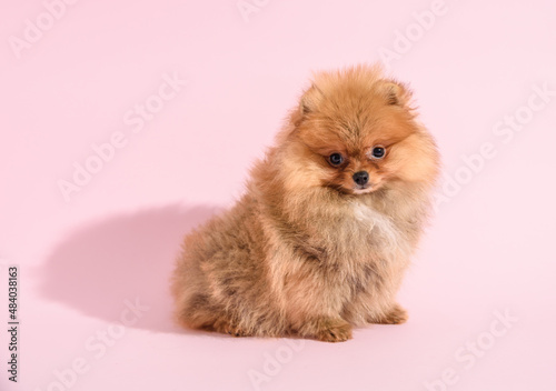 Cute confused pomeranian puppy with pink background