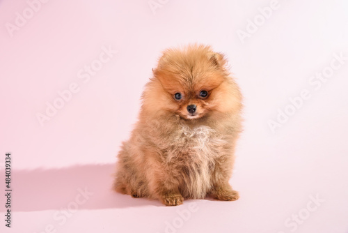 Vászonkép Cute confused pomeranian puppy with pink background