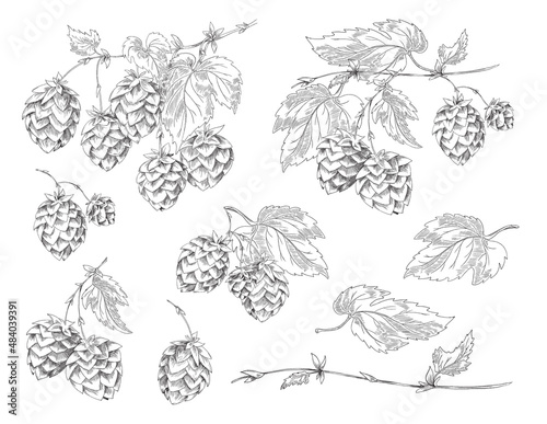 Set of elements with flowers, cones and hop leaves for design of label or poster with beer. Vector han drawn sketch illustration with collection of black and white plant prints.