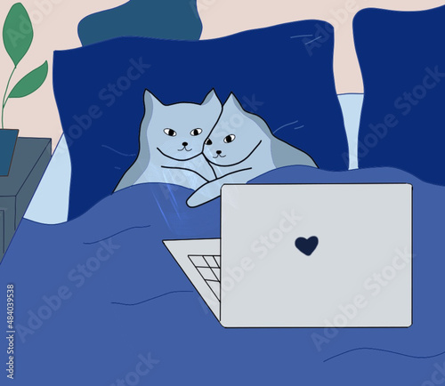 cat with a laptop