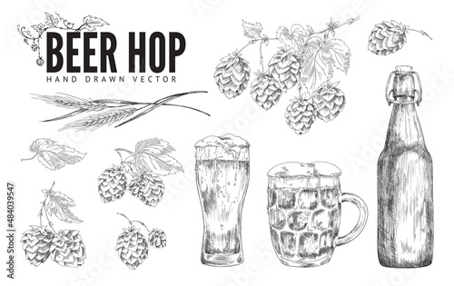 Set with beer in glasses and hop plant, sketch vector illustration isolated.