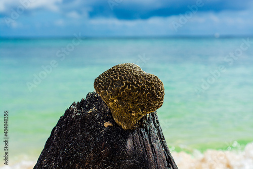 reef on the beach