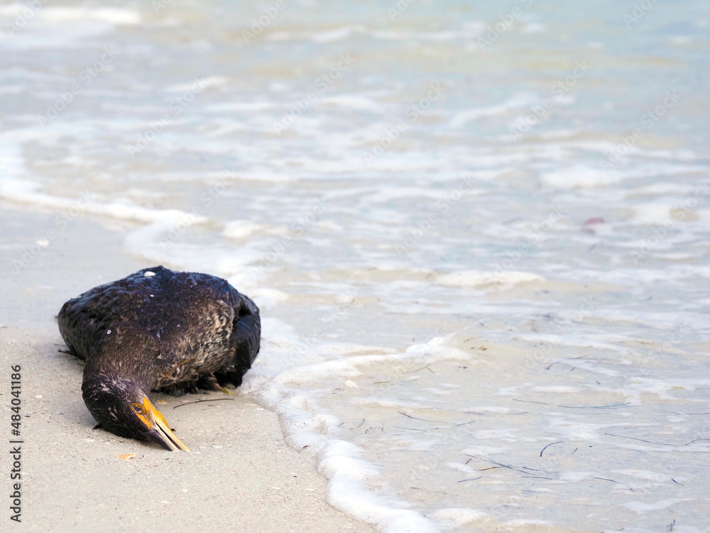 Φωτογραφία Dead Cormorant ( Nannopterum auritum) laying dead on a sandy beach on the Gulf of Mexico at St