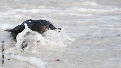 Dead Cormorant (Nannopterum auritum) washing up out of the Gulf of Mexico onto a sandy beach after strong storms at St. Pete Beach, Florida photo