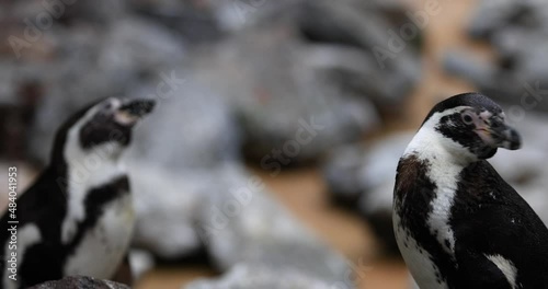 Portrait of a cape penguin on a beach