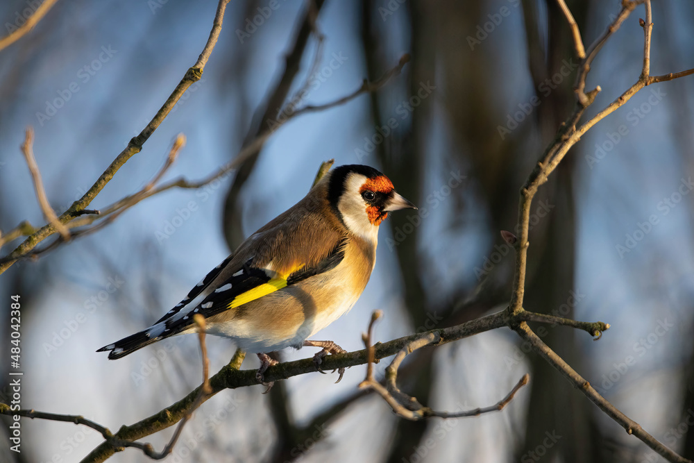 a bird on a branch goldfinch