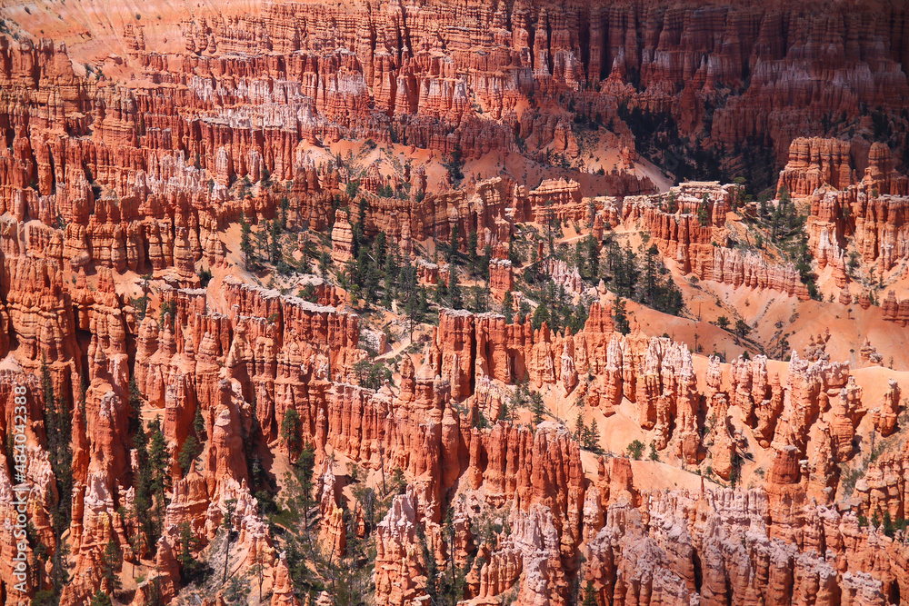 The red hoodoos and the green bushes of Bryce Canyon National Park The red hoodoos and the green bushes of Bryce Canyon National Park