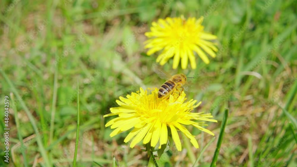 A bee collects nectar from a dandelion flower and flies away, slow motion 250fps A bee collects nectar from a dandelion flower and flies away, slow motion 250fps