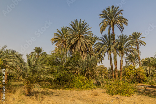 Palms by the river Nile, Egypt