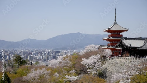 Kyoto and cherry blossom or sakura view with the pagoda of Kiyomizu-Dera Buddhist temple in Kyoto, Japan. High quality FullHD footage photo