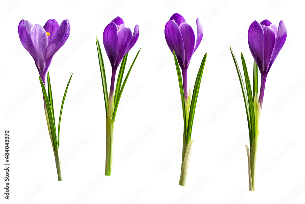 Foto Beautiful crocus flowers isolated on white