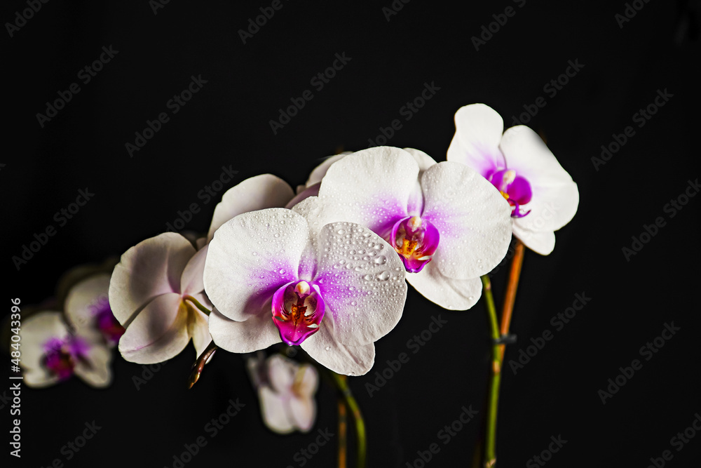 Obraz premium white orchid, water drops on petals, orchid on black background, flower background 
