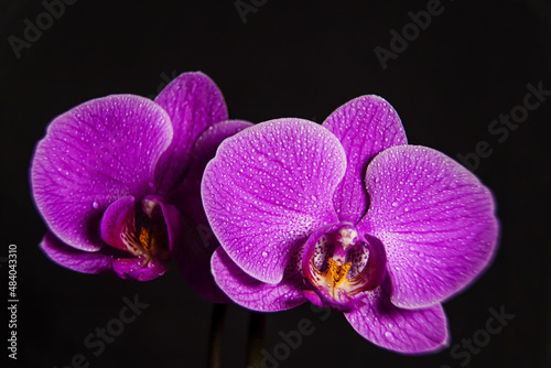Lilac orchid  bouquet of orchids  water drops on petals  flower background 