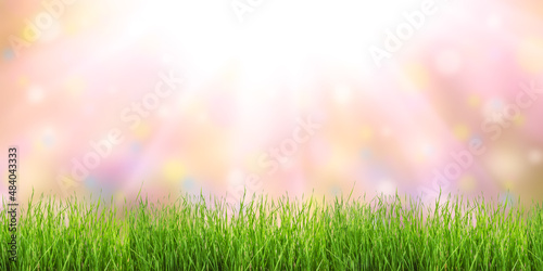 Spring floral meadow with green grass