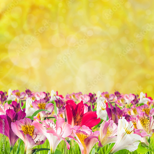 Alstroemeria flowers for design greetings card