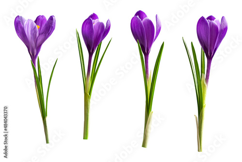 Beautiful crocus flowers isolated on white