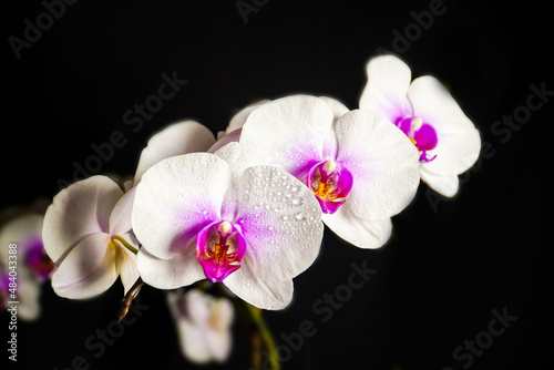 white orchid, water drops on petals, orchid on black background, flower background 