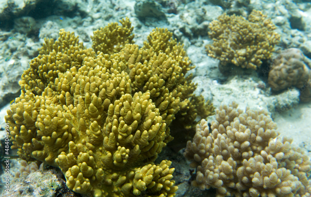 Photo of coral in the sea Photo of coral in the sea