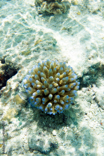 Close up of acropora coral © mauriziobiso