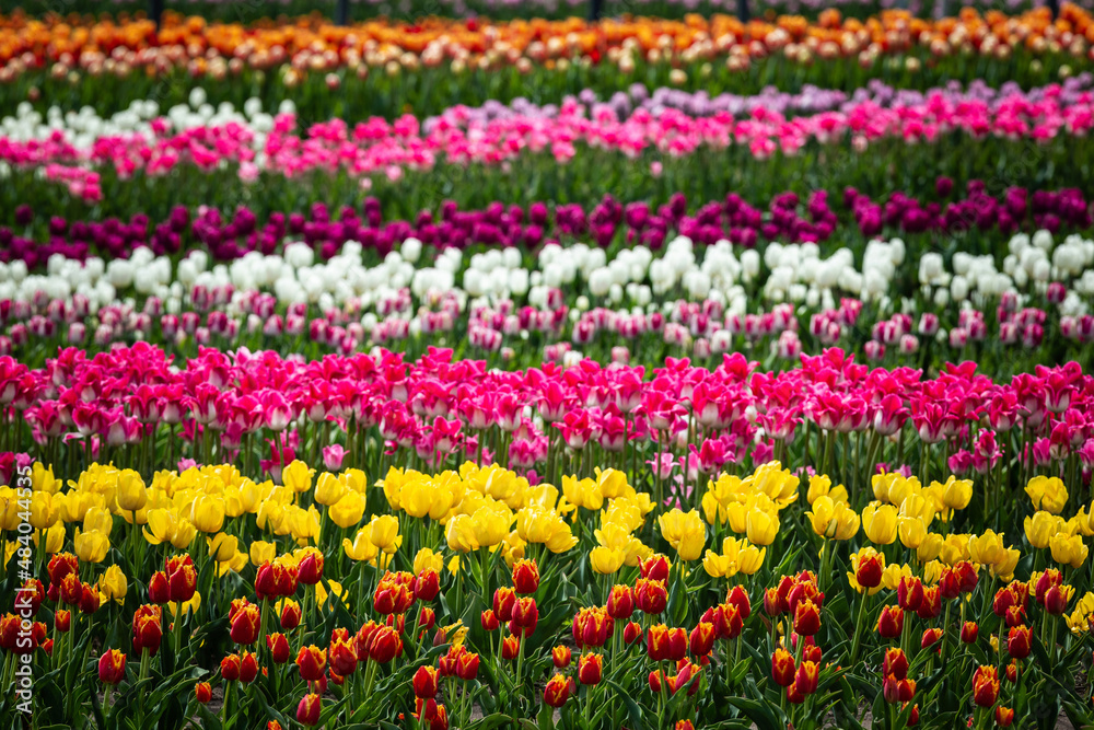 A multicolored field of tulips. A colorful sea of flowers. Selective focus.