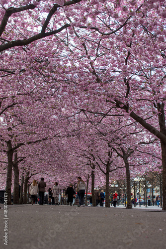 Cherry blossom, Kungsträdgården