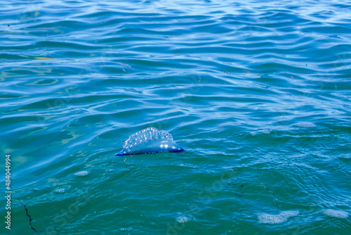 Portuguese Man-of-war floating on the ocean photo