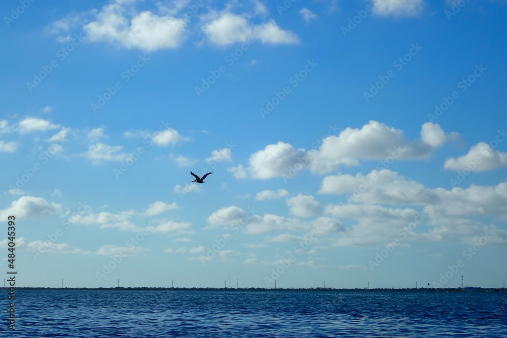Pelican flying over the ocean