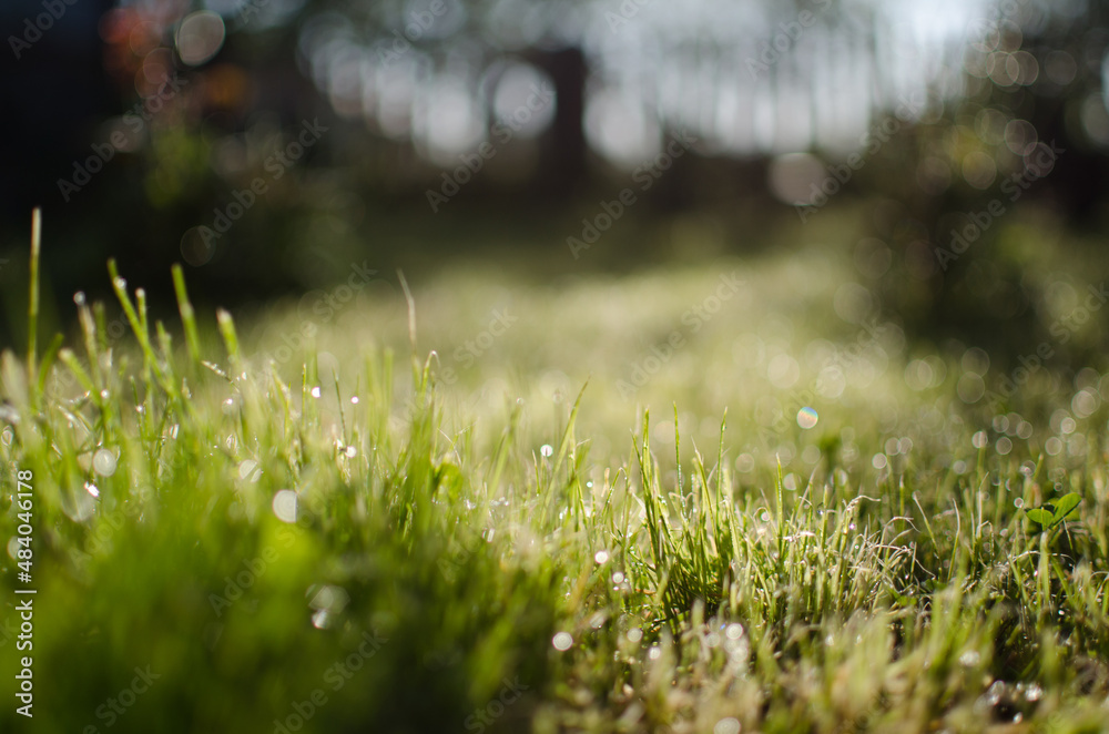 Fresh juicy green grass for summer