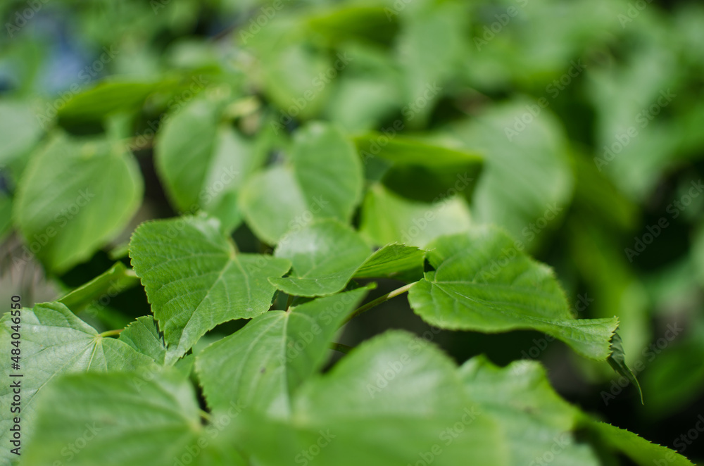 Abstraction growing green leaves on a light background outdoors