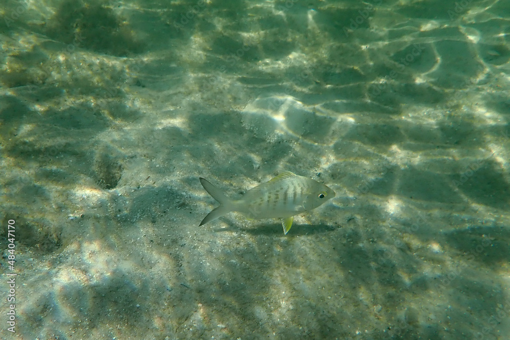 Small fish on the ocean floor