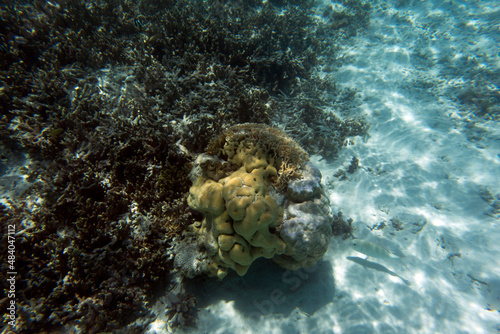 Fototapeta Naklejka Na Ścianę i Meble -  the beautiful reef landscape