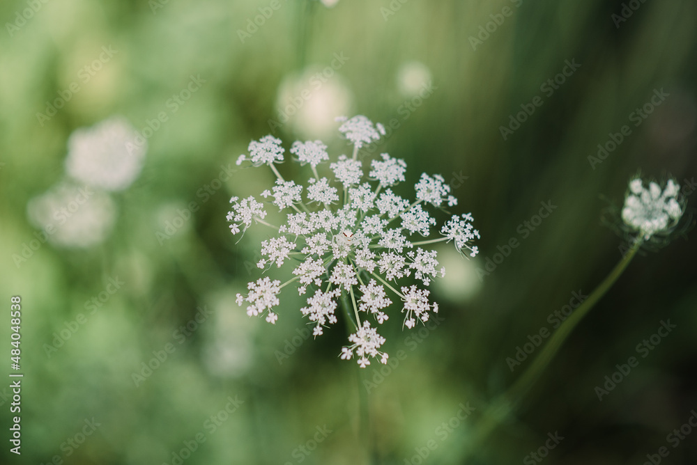 queen annes lace and spider queen annes lace and spider