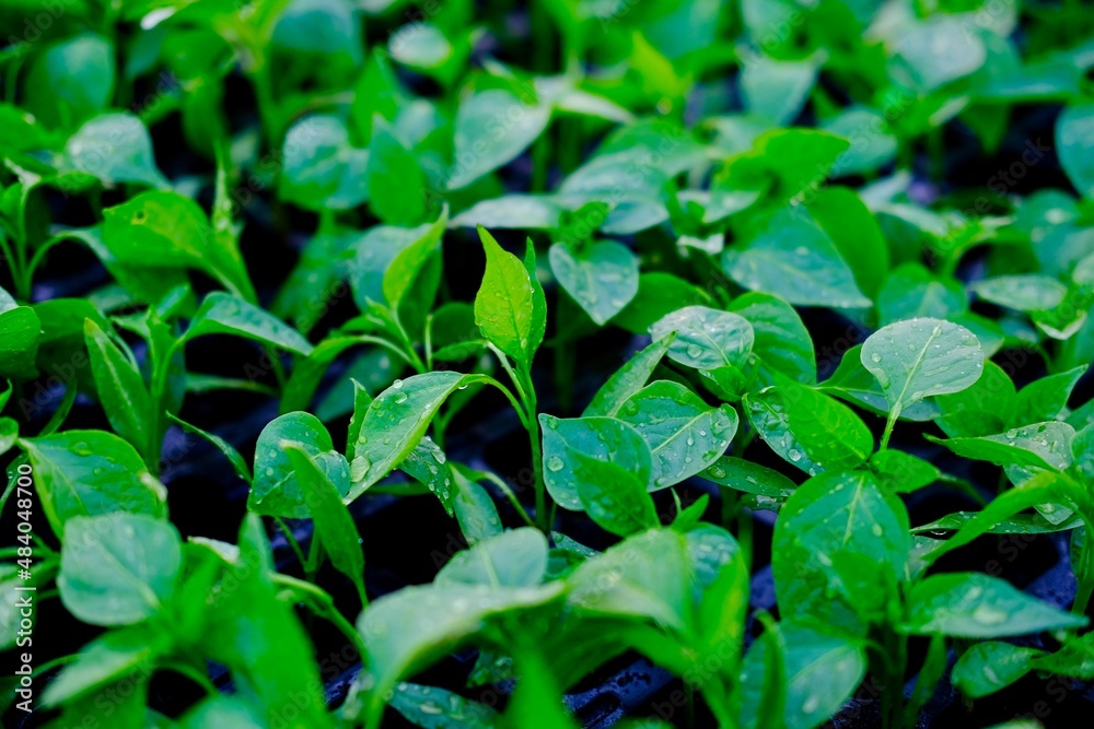 Seedlings of pepper in pots in green house.Selective focus.nature. High quality photo Seedlings of pepper in pots in green house.Selective focus.nature. High quality photo