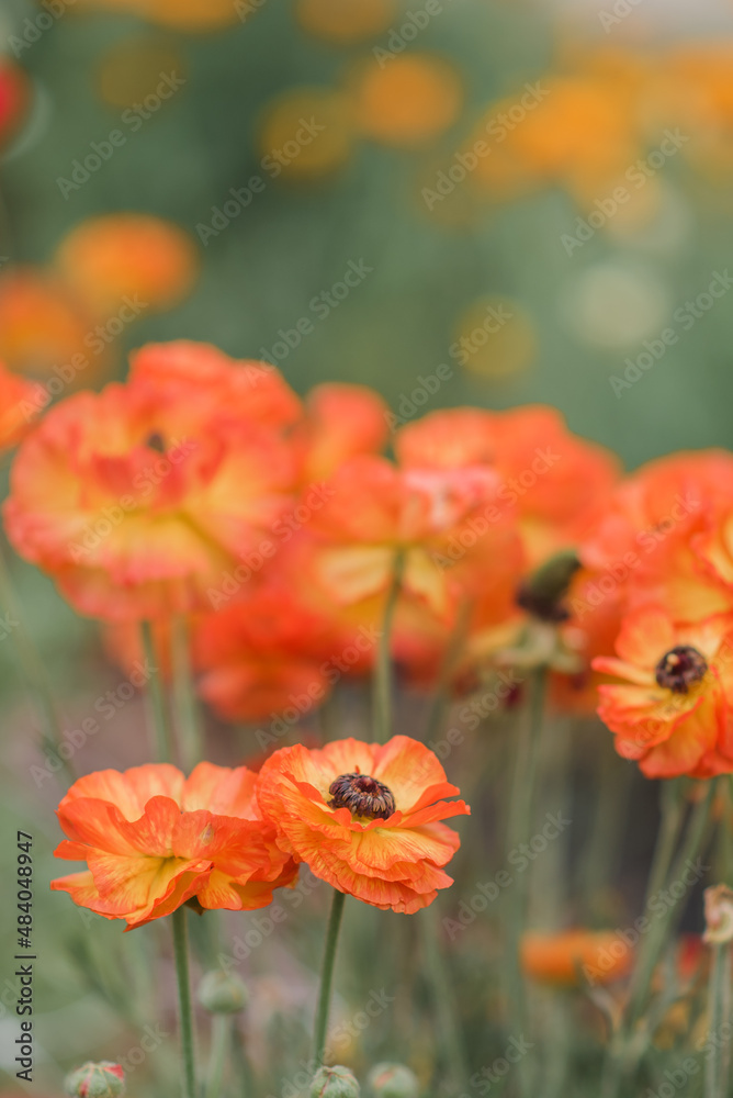 Obraz premium Flower fields