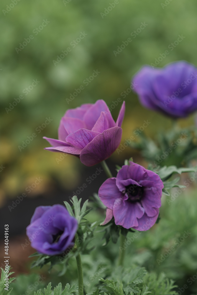 Purple Anemones Purple Anemones