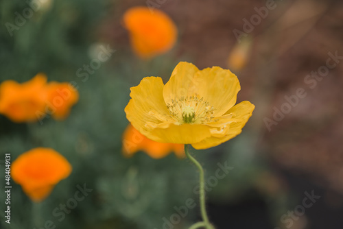 yellow flowers