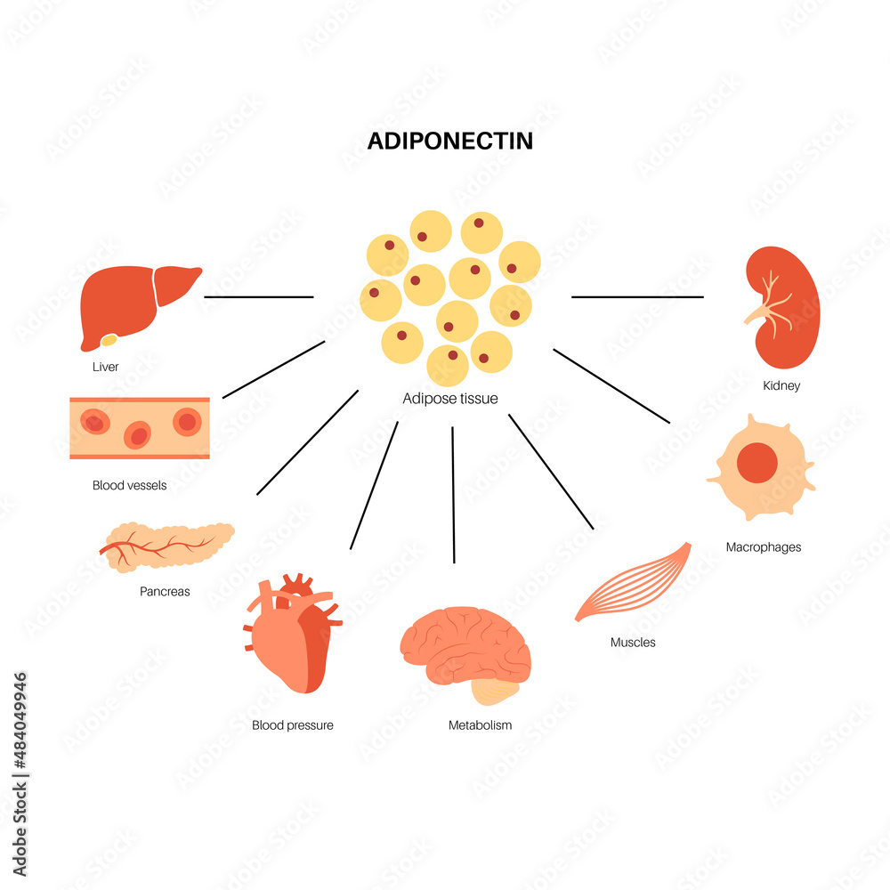 Φωτογραφία Adiponectin fat tissue