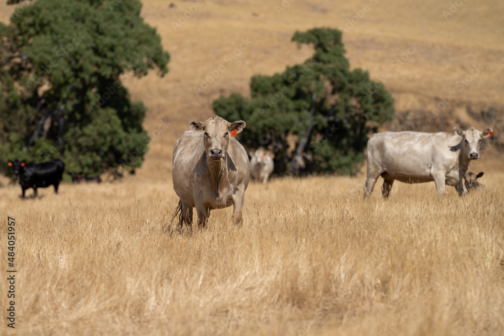 Close up of Stud Beef bulls and cows grazing on grass in a field, in Australia. eating hay and silage. breeds include speckle park, murray grey, angus, brangus and wagyu Close up of Stud Beef bulls and cows grazing on grass in a field, in Australia. eating hay and silage. breeds include speckle park, murray grey, angus, brangus and wagyu