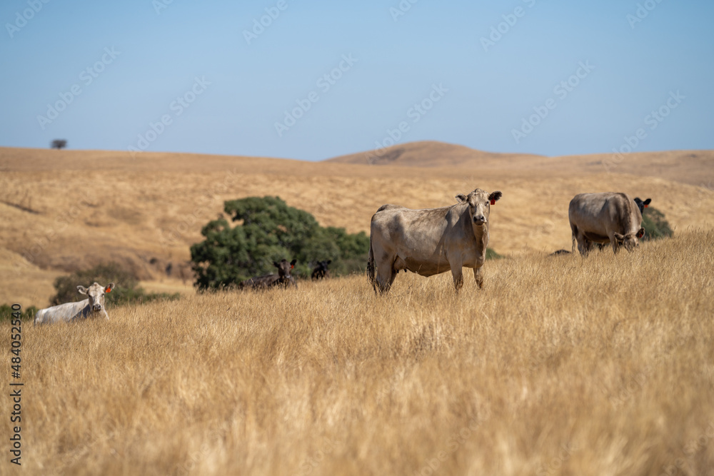 Close up of Stud speckle park Beef bulls, cows and calves grazing on grass in a field, in Australia. breeds of cattle include speckle park, murray grey, angus, brangus and wagyu on long pastures.