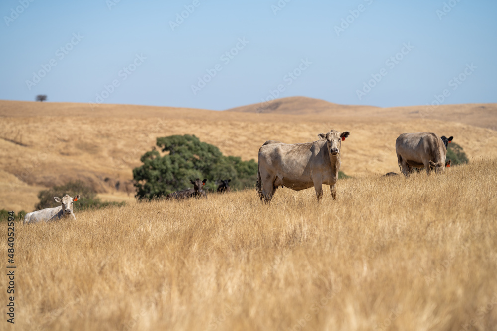 Close up of Stud speckle park Beef bulls, cows and calves grazing on grass in a field, in Australia. breeds of cattle include speckle park, murray grey, angus, brangus and wagyu on long pastures. Close up of Stud speckle park Beef bulls, cows and calves grazing on grass in a field, in Australia. breeds of cattle include speckle park, murray grey, angus, brangus and wagyu on long pastures.