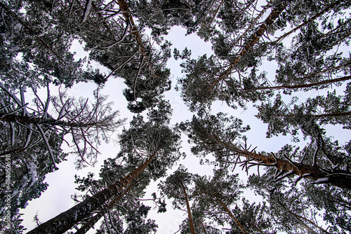 The image of treetops under the sky