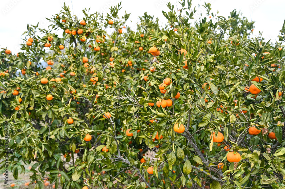 Mandarin orange growing on branch in orchard. Ripe tangerines on the tree ready for harvest. Fresh, juicy and organic fruits. A plantation of mandarins. Food production.